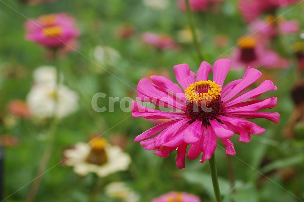 자연,꽃,화려함,예쁜,Nature,Flower,Beautiful,Colorful,빨강,백일홍,식물,자연,plants,nature,꽃,flower
