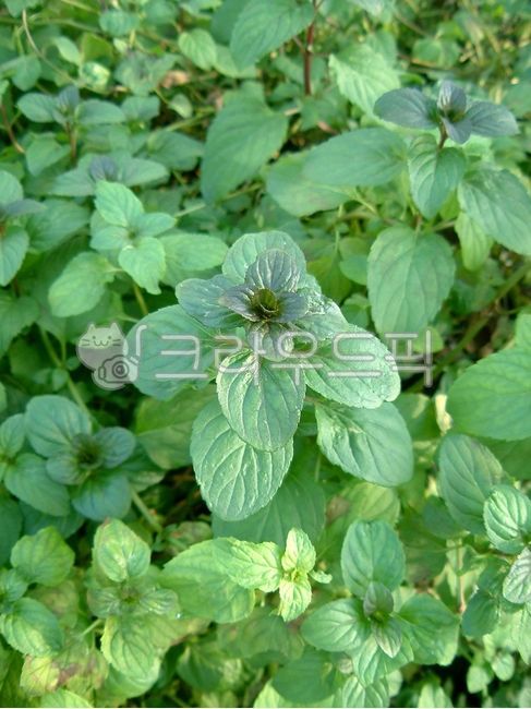 herbs,허브,mint,박하,꿀풀과,박하속,canadensis,leaf,잎