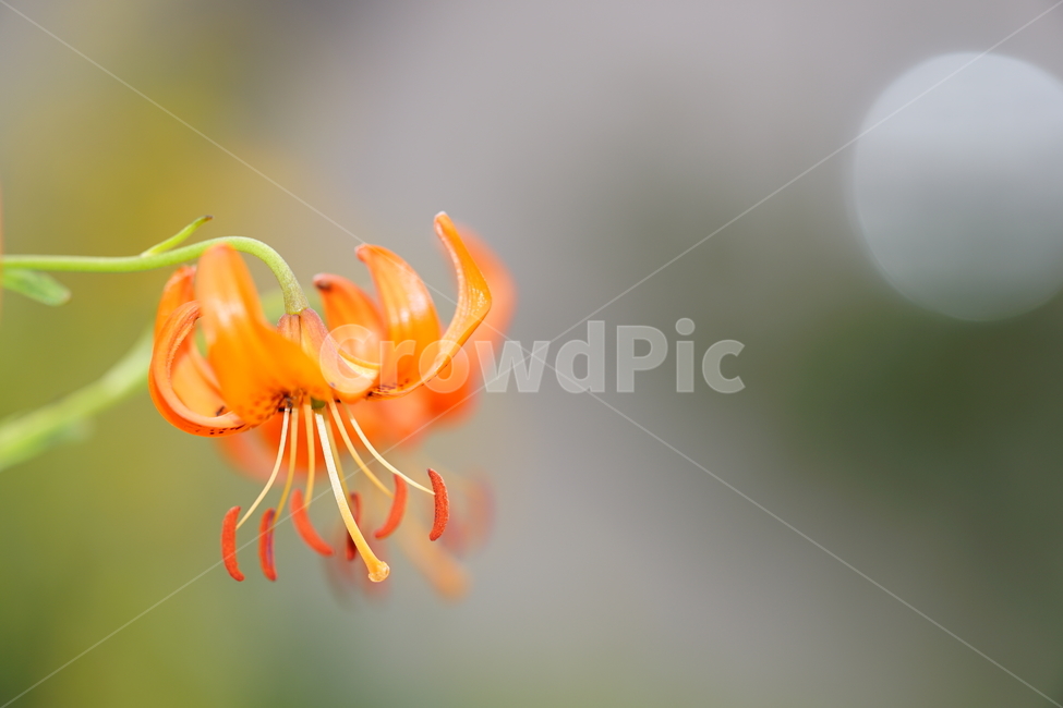 꽃,플라워,색감,컬러,주황색,오렌지빛,식물,접사,flower,생명,나리꽃,감성사진,자연,컬러풀,식물,자연,plants,nature,꽃,flower,감성,sensible,feeling