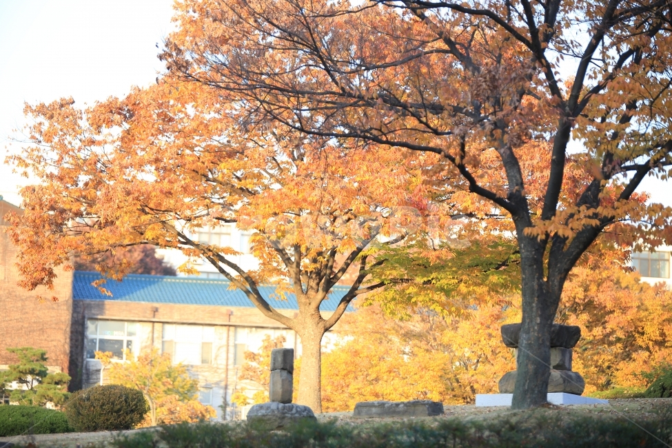 가을,가을감성,단풍,노랑,감성,경북대학교,경북대,경대,은행잎,은행,yellow,유물,유적,월파원,경북대학교박물관,가을,계절,fall,autumn,season,식물,자연,plants,nature,나무,trees,wood,tree,plant,tree trunk,나무 줄기