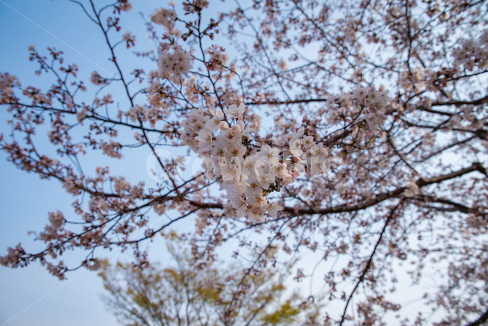 벚꽃,사쿠라,벚나무,spring,season,봄꽃,식물,나무,꽃,flower,감성,계절,시즌,sensitivity,warm,pink,봄,plants,nature,자연,봄,계절,spring,season,식물,자연,plants,nature,꽃,flower,plant,blossom