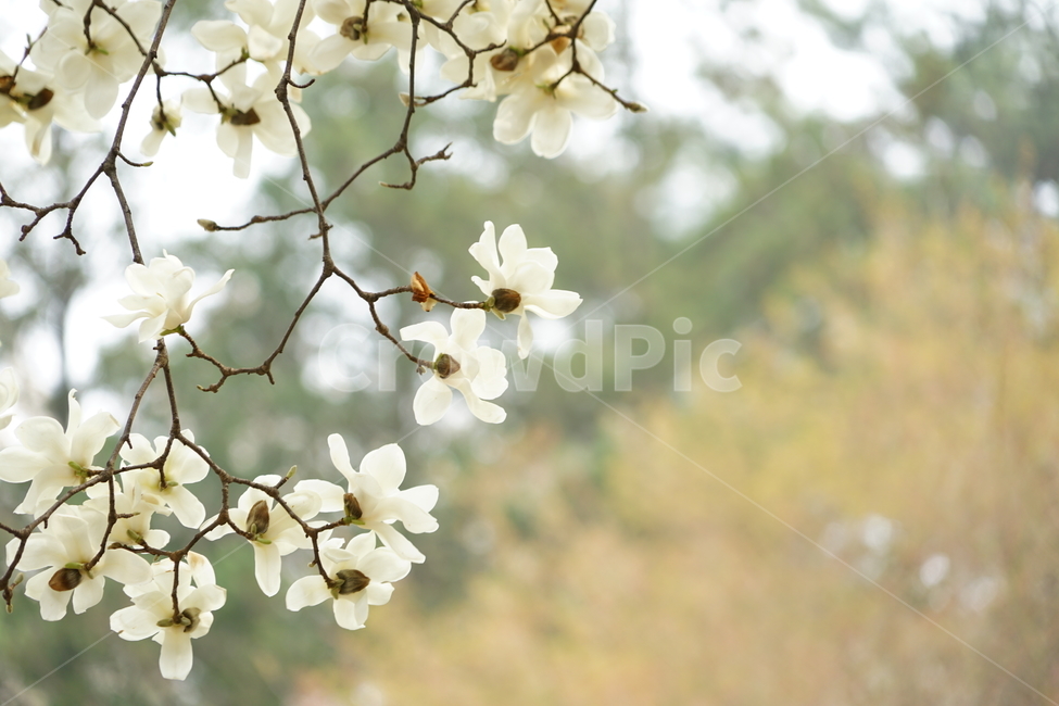 plant,식물,목련,꽃,magnolia,봄,계절,spring,season