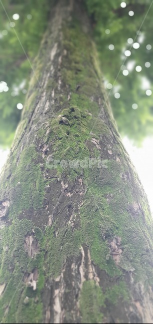 나무,이끼,tree,lichen,moss,녹색,푸른,자연,green