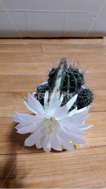 선인장,꽃,화분,화초,봄