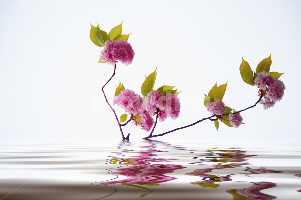 봄,꽃,왕벗꽃,향기,물결,봄,계절,spring,season,식물,자연,plants,nature,꽃,flower,plant,blossom
