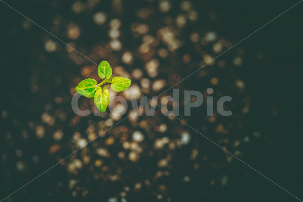 새싹,생명,새로움,씨앗,모종,식목일,정원,화분,꽃집,봄,기지개,식물,자연,plants,nature,감성,sensible,feeling
