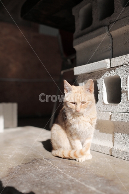 고양이,아기고양이,cat,반려묘,애완동물,동물,아기동물,도둑고양이,길냥이,동물,animal,포유류,mammal,고양이,cat,kitten,kitty
