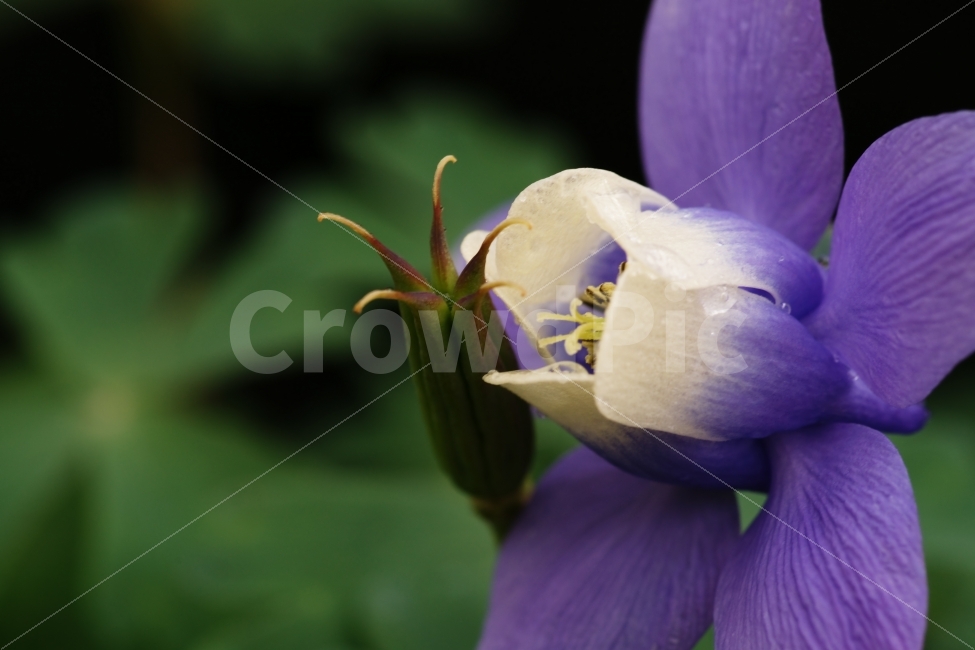 식물,꽃,매발톱,보라,한송이,식물,자연,plants,nature,꽃,flower