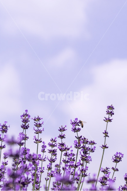 라벤더,꽃,식물,잎,보라색,배경,백그라운드,줄기,바이올렛,라벤다,식물,자연,plants,nature,꽃,flower