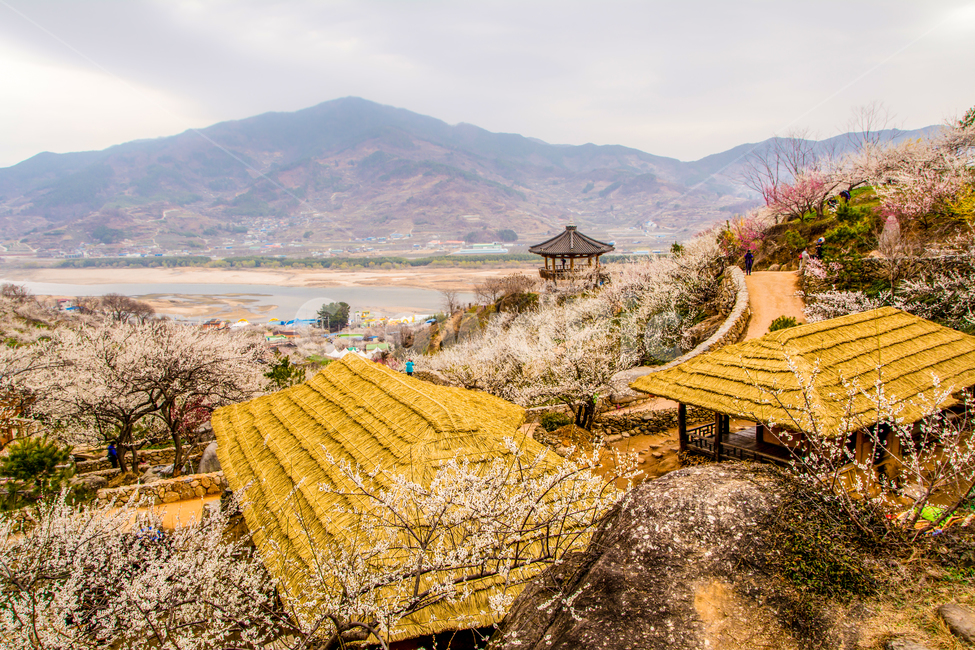 봄,꽃,매화,청매실농장,광양,초가집,한국,전통,봄,계절,spring,season,자연,풍경,nature,landscape,한국자연풍경,한국자연경관,korea nature landscape,outdoors,옥외,dirt road,흙길,gravel,자갈,road,도로