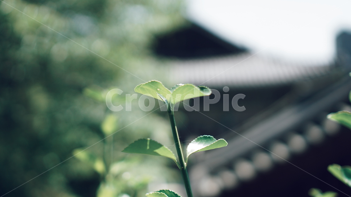 잎,leaf,식물,plant,잎사귀,녹색,깨끗함