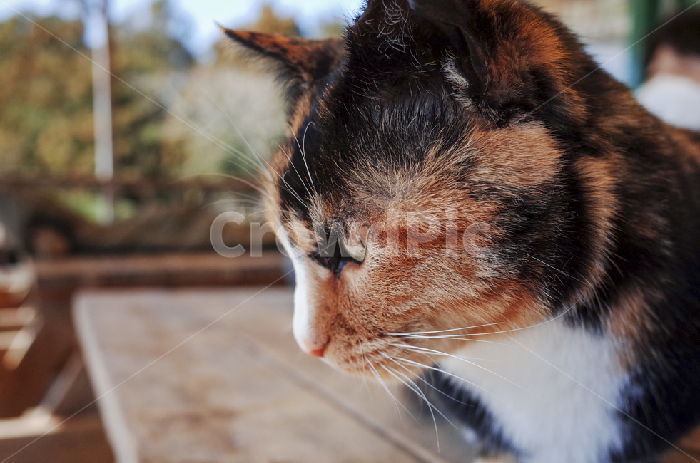 고양이,동물,포유류,얼룩고양이,삼색고양이,cat,animal,mammal,동물,animal,포유류,mammal,고양이,cat,kitten,kitty