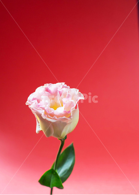 꽃,리시안션스,여름,청량,flower,감성사진,감성,식물,feeling,핑크꽃,꽃,flower