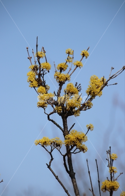 나무,꽃,산수유,봄,노란색,식물,자연,plants,nature,꽃,flower