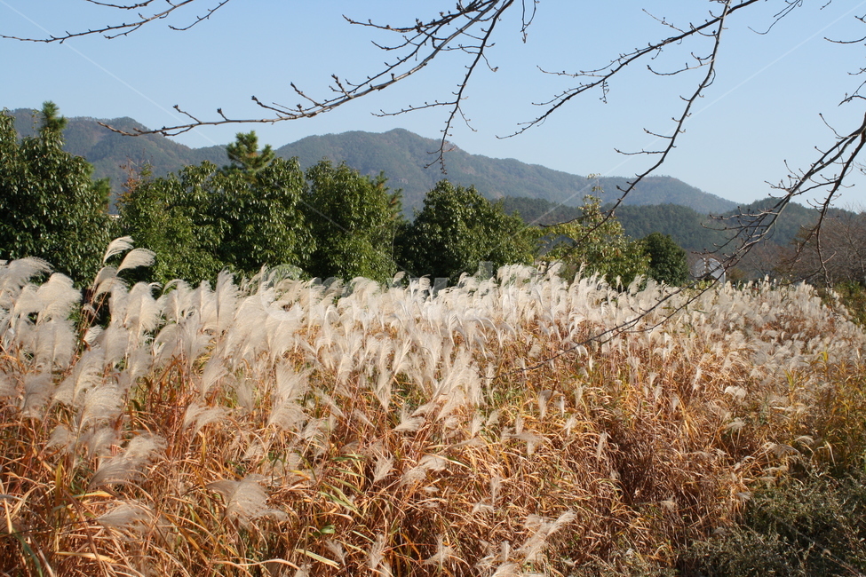 순천만,갈대,가을,자연풍경,산책,가을,계절,fall,autumn,season,자연,풍경,nature,landscape,grass,잔디,plant,식물,lawn,reed