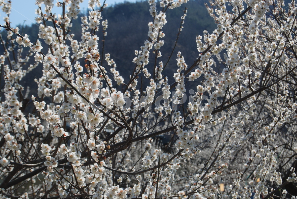 매화,농원,봄,자연,휴양지,봄,계절,spring,season,식물,자연,plants,nature,꽃,flower,plant,blossom