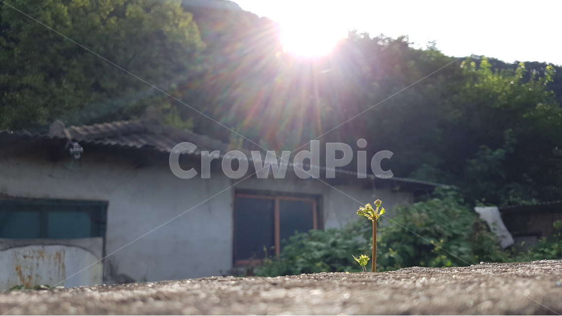 햇살,새싹,집,bud,봄,싹,꽃봉오리,sunlight,sunshine,house,3월,4월,5월,spring,march,april,may,봄,계절,spring,season,식물,자연,plants,nature,road,도로
