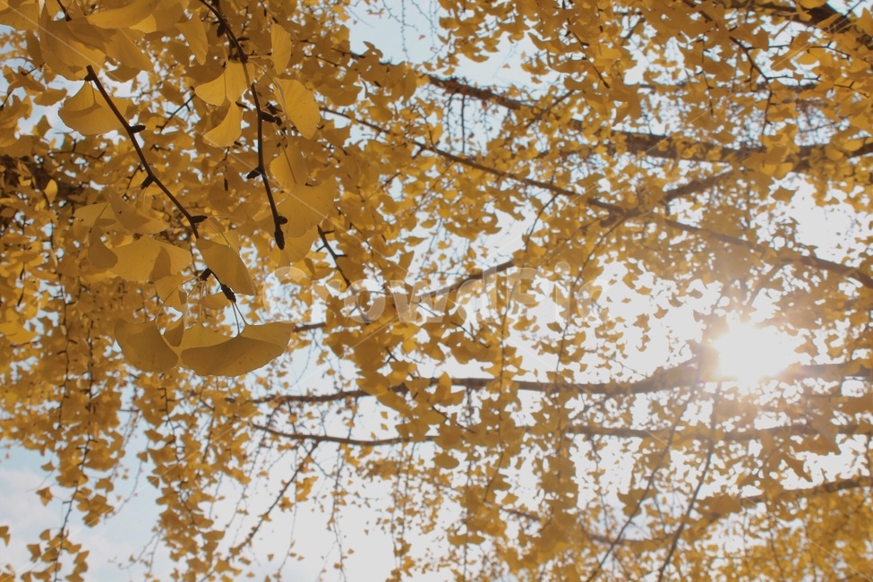은행,햇빛,은행나무,하늘,자연광,자연빛,자연,감성,가을,계절,fall,autumn,season,자연,풍경,nature,landscape