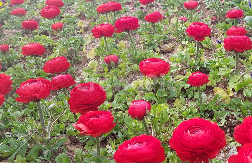 plant,식물,blossom,꽃,flower,rose,화단,장미,붉은장미