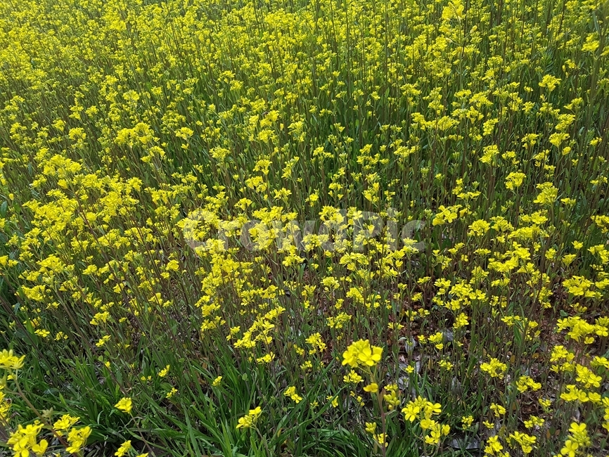 개나리,개나리꽃,개나리밭,꽃,노란꽃,봄,계절,spring,season,식물,자연,plants,nature,꽃,flower,plant,field,들,grassland,목초지,outdoors,옥외,farm,농장,rural,농촌,meadow