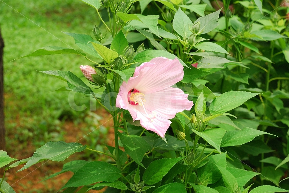 무궁화,국화,현충일,광복절,꽃,개화,식물,동양,시골,클로즈업,한국,고해상,낮,사람없음,실외,아시아,오브젝트,자연,백그라운드,풍경,꽃잎,여름,사진,단독사진,편집사진,디자이너,콘텐츠,잡지광고,광고,영상,자료,사보,카다로그,브로셔,뉴스레터,출판,편집,홈페이지,웹,모바일,출력,전단지,교과서,단행본,학습지,식물,자연,plants,nature,꽃,flower