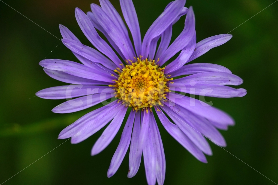벌개미취,꽃,식물,자연,플라워,flower,nature,7월,여름,summer,계절,season,꽃사진,접사,macro,풍경,landscape,식물,자연,plants,nature,꽃,flower