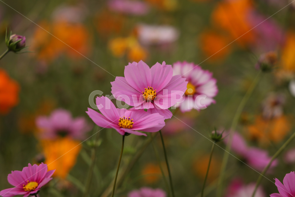 코스모스,줄기,가을,연분홍,자연,가을,계절,fall,autumn,season,식물,자연,plants,nature,꽃,flower,plant,daisies,데이지,blossom,daisy,petal,꽃잎