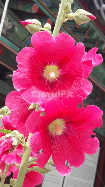 봉은사,절,접시꽃,접시꽃당신,꽃봉우리,식물,자연,plants,nature,꽃,flower