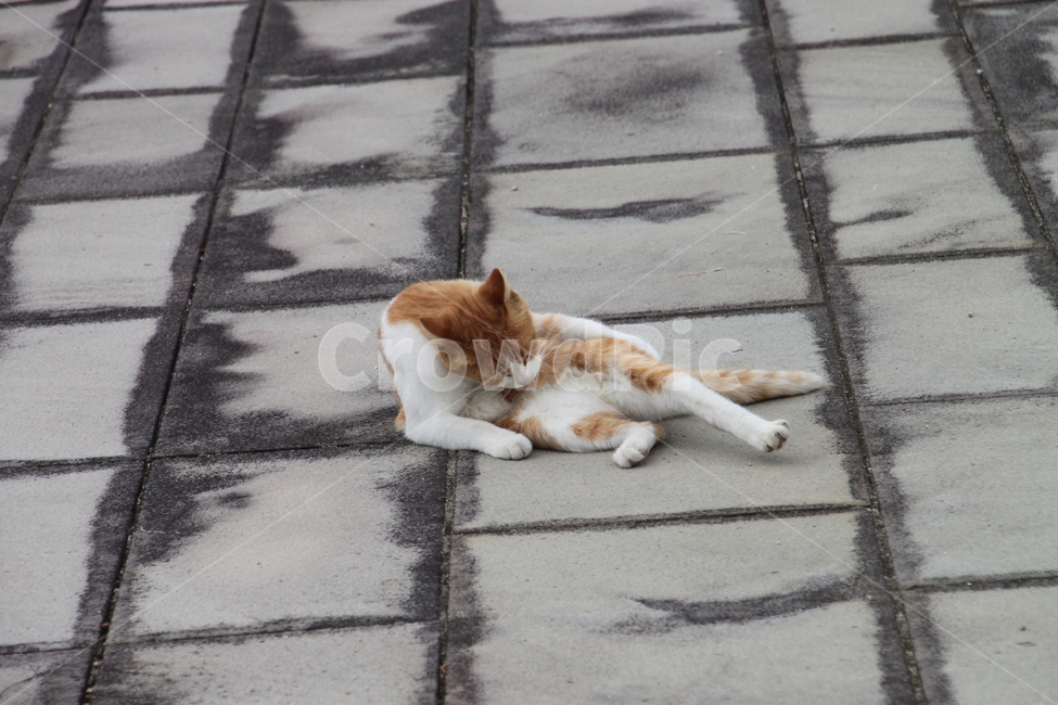 길거리,털손질,고양이,동물,cat