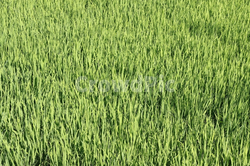 벼,시골,초록,푸른,농사,자연,식물,자연,plants,nature
