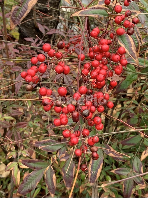빨간나무열매,빨간열매,plant,식물,자연