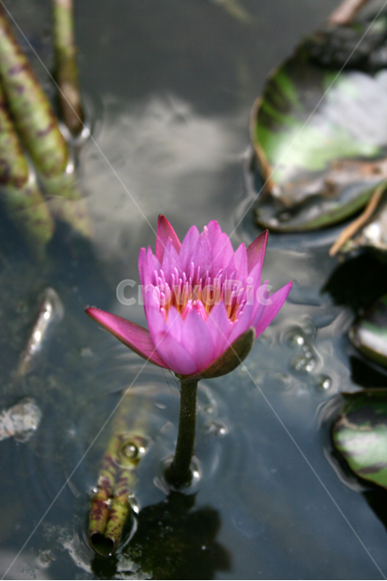 수련,식물,flower,plants,nature,꽃,수생식물,연못,식물,자연,plants,nature,꽃,flower
