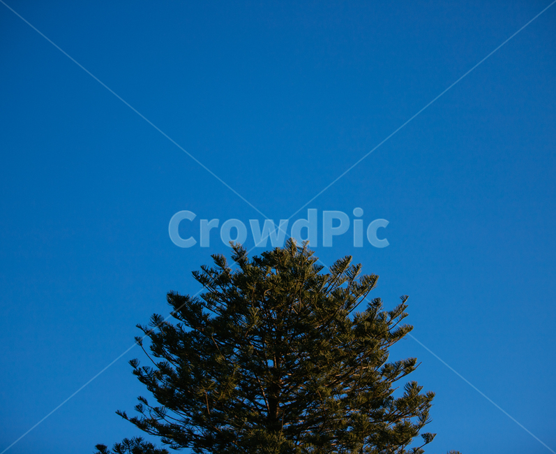 나무,하늘,자연,풍경,배경,식물,자연,plants,nature,나무,trees,wood