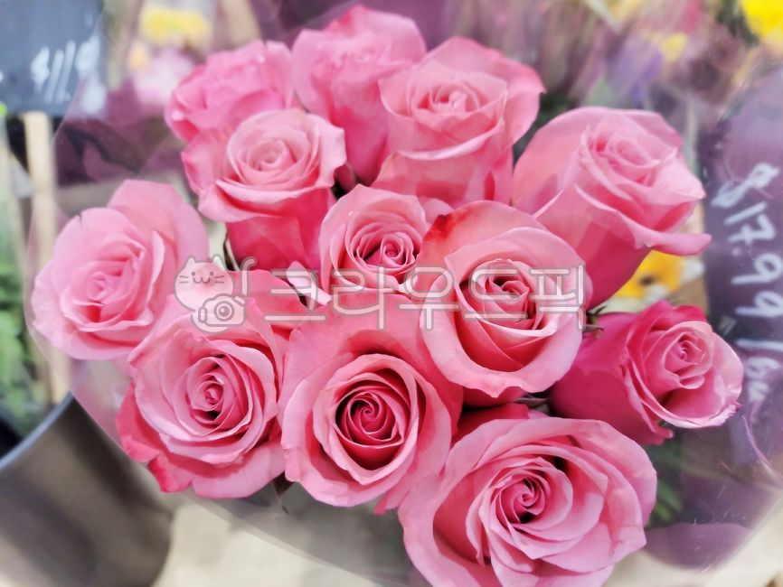 장미,꽃,꽃다발,꽃송이,선물,기념일,프로포즈,고백,이벤트,생일,결혼기념일,사랑,100일,200일,300일,화이트데이,발렌타인데이,졸업,크리스마스,rose,크리스마스이브,스승의날,어버이날,감사,고마움,핑크,분홍,flower,flowerarrangement,꽃꽂이,flowerbouquet,pink,love,valentinesday,valentine,whiteday,graduation,event,gift,propose,birthday,christmas,thank,anniversary,weddinganniversary