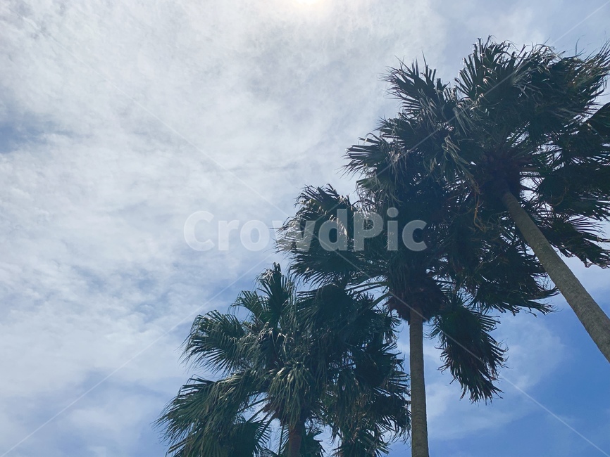 야자수,plant,tree,나무,palmtree,자연,풍경,nature,landscape,식물,palm tree