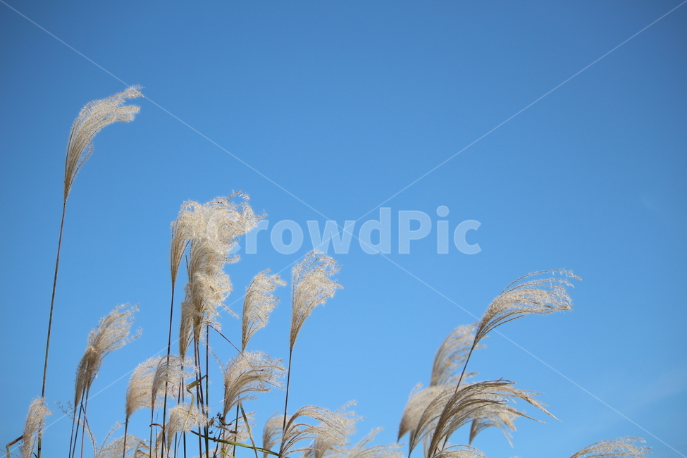 억새,억새풀,하늘,가을,가을하늘,가을,계절,fall,autumn,season,식물,자연,plants,nature,grass,잔디,plant,lawn