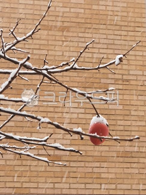 one,winter,Hongsi,persimmon tree,branch