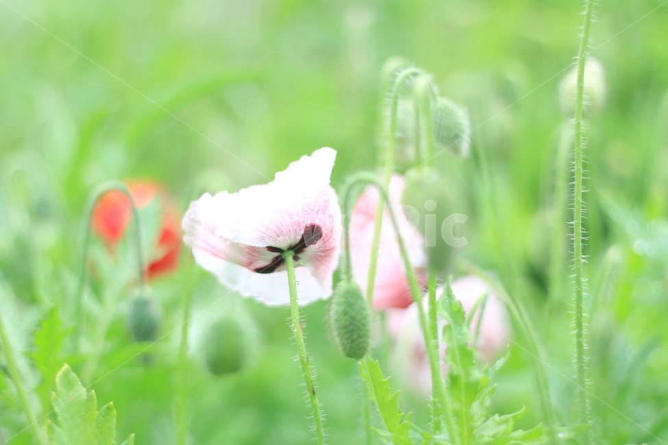 여름,향기,비,양귀비,위로,식물,자연,plants,nature,꽃,flower