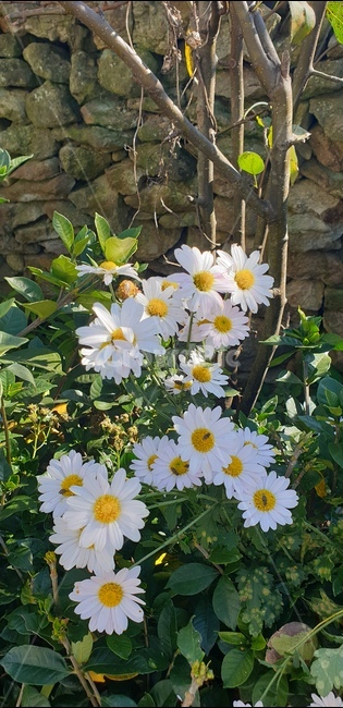데이지,daisy,꽃,flower,plant,daisies