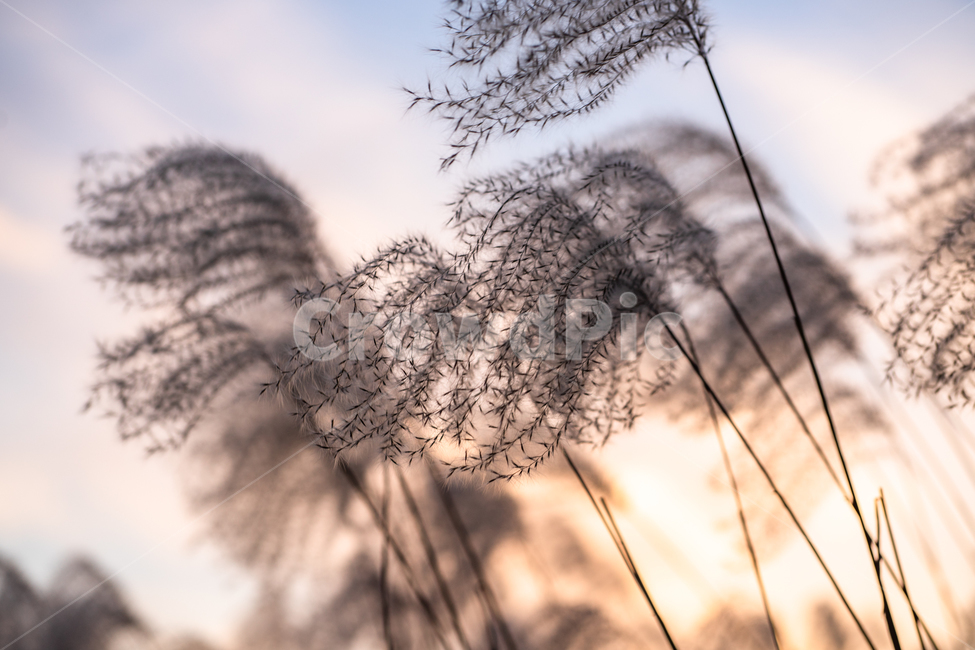 억세,하늘공원,차가운,노을,겨울,하늘,공원,바람,겨울,계절,winter,season,식물,자연,plants,nature,감성,sensible,feeling