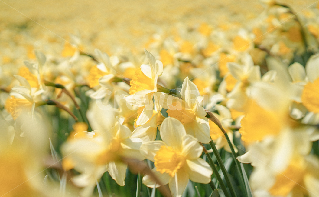 수선화,narcissus,노란,노랑색,옐로우,봄꽃,spring,노란물결,봄,계절,spring,season,plant,식물,flower,꽃,blossom
