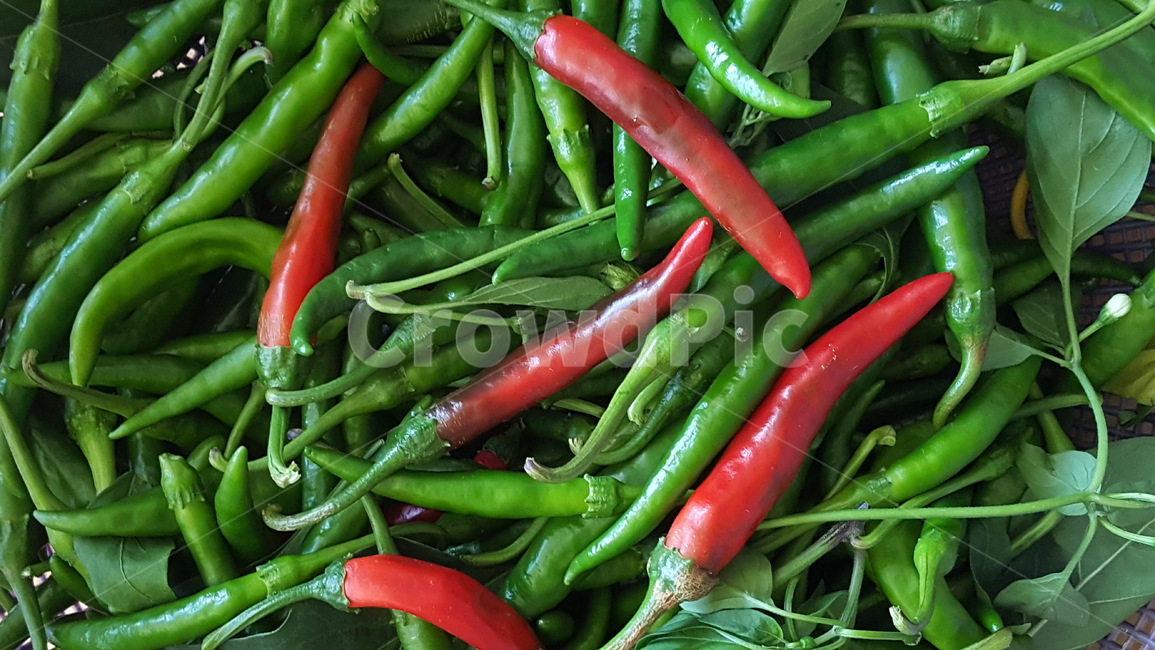 고추,청양고추,채소,수확물,가을,음식,식재료,요리,food,cook,meal,dishes,food reserves,채소,야채,vegetables