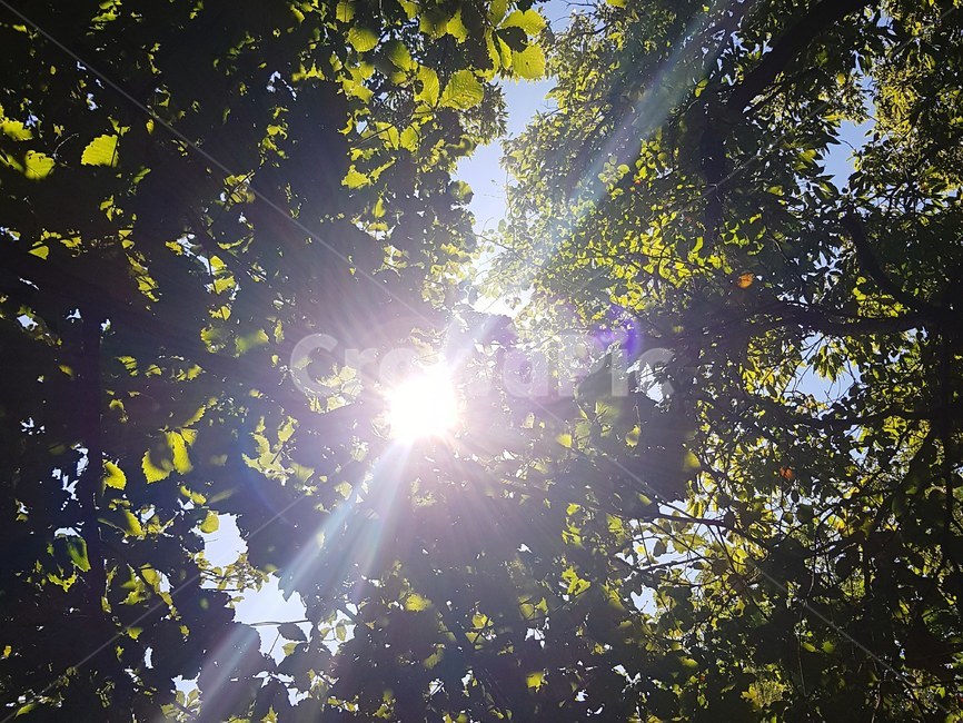 하늘,나뭇잎,햇빛,햇살,자연,풍경,여름,계절,summer,season,자연,풍경,nature,landscape,light,빛,flare,플레어,sunlight
