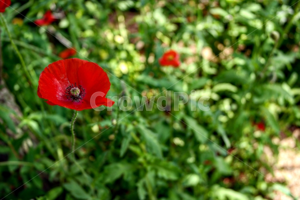 양귀비,꽃,관상용,여행,일상,풍경,초록,식물,자연,plants,nature,꽃,flower