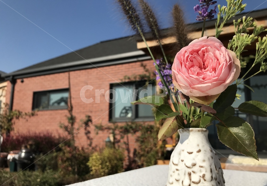 장미,정원,꽃,plant,식물,rose,flower,꽃병,벽돌집,빨간벽돌집,집,실내용화초,화분,화초,house plant