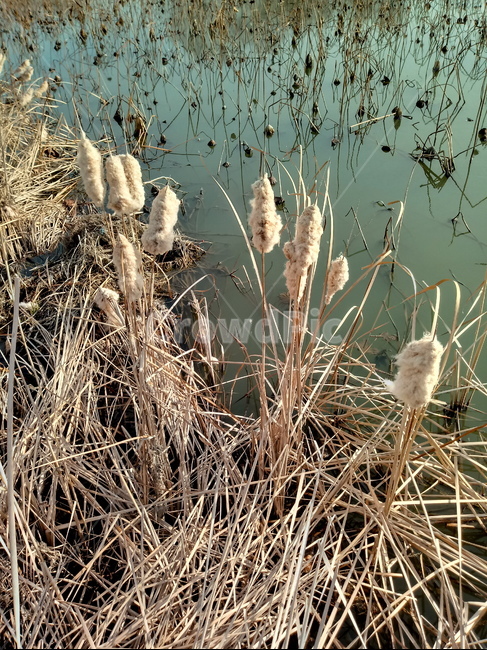 plant,식물,자연,nature,연못,부들,연꽃,겨울,grass,배경화면,background,식물,자연,plants,nature