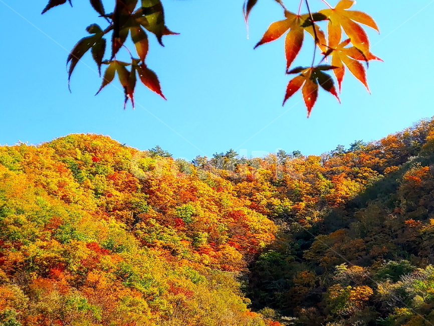 단풍,가을,산,나무,붉은단풍,가을,계절,fall,autumn,season,자연,풍경,nature,landscape,leaf,잎,plant,식물,tree,maple