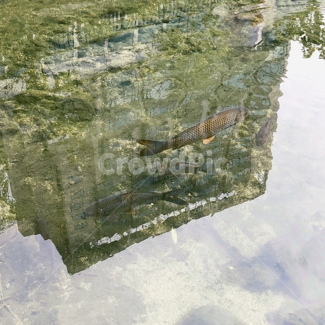 물고기,감성,풍경,자연,fish