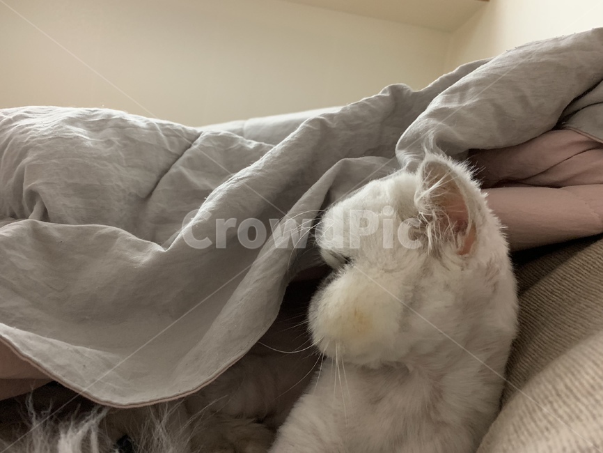 고양이,친칠라,애묘,애완동물,털,동물,animal,포유류,mammal,고양이,cat,kitten,kitty
