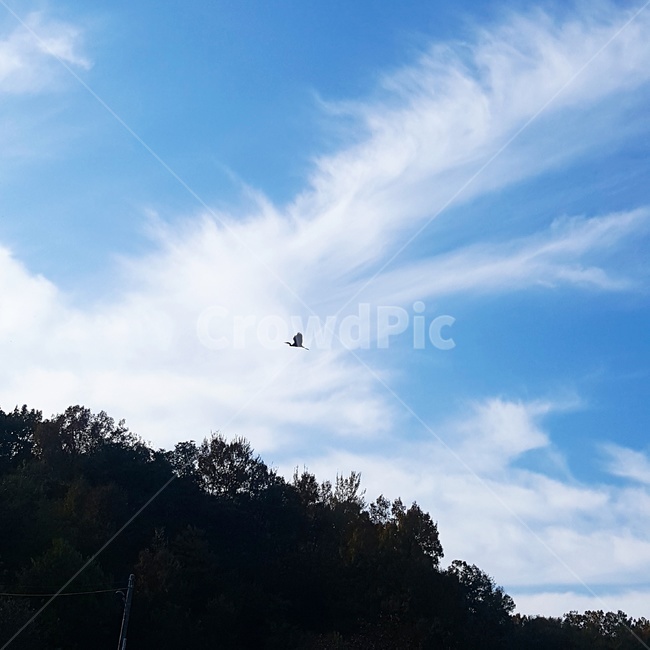 하늘,왜가리,청량한,구름,날개짓,자연,풍경,nature,landscape,leisure activities,레저 활동,adventure,모험,bird,새,animal,동물,flying,나는